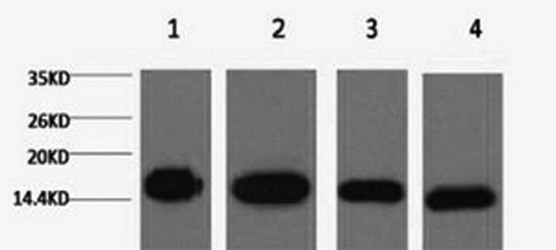 Western Blot analysis of 1) Hela, 2) Raw264.7, 3) Mouse brain, 4) Rat brain using Histone H3 Monoclonal Antibody at dilution of 1:5000. Cat. No. RD85461A