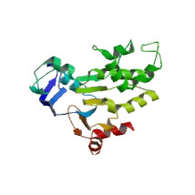 Permeability Glycoprotein (Pgp)