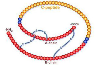 Sequencing Y Chromosomes Resolves Discrepancy in Time to Common Ancestor of Male