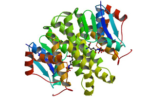 Pluripotent stem cells can produce large supplies of, say, neurons or heart muscle