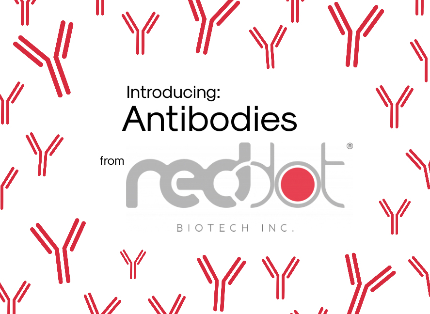 Introducing Antibodies from Reddot Biotech!