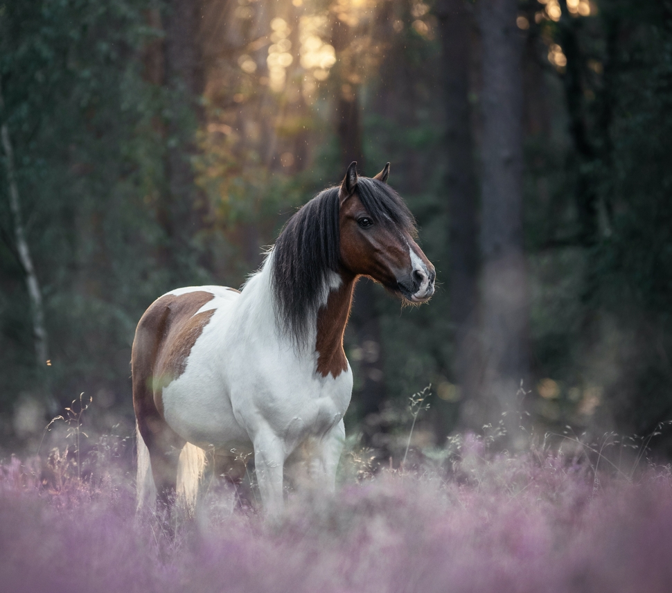 Unraveling the Equine World