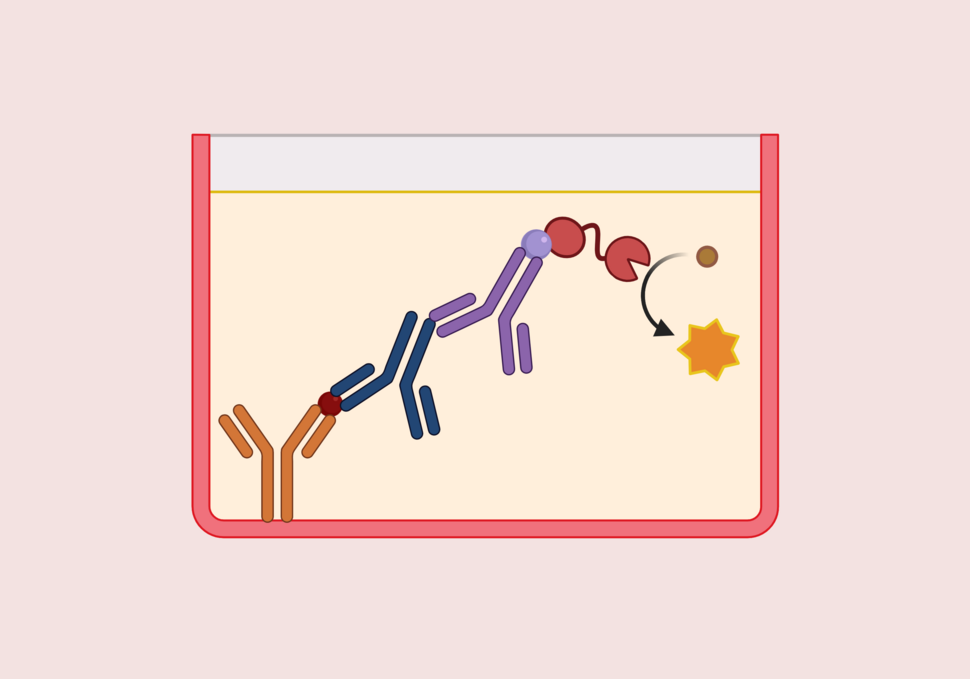 Elevate Your Research With ELISA