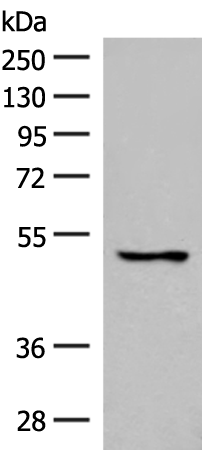 Western blot analysis of 293T cell lysate  using GPR152 Polyclonal Antibody at dilution of 1:600
