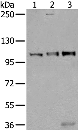 Western blot analysis of Mouse testis tissue Jurkat and A549 cell lysates  using USO1 Polyclonal Antibody at dilution of 1:350