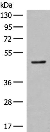 Western blot analysis of Mouse small intestines tissue lysate  using SCRN2 Polyclonal Antibody at dilution of 1:400