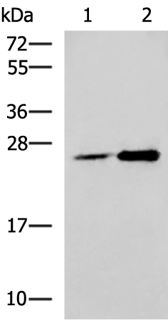 Western blot analysis of 293T cell lysates  using DGCR6L Polyclonal Antibody at dilution of 1:800