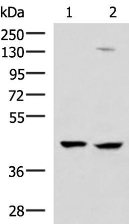 Western blot analysis of 293T and Jurkat cell lysates  using MAGEC2 Polyclonal Antibody at dilution of 1:850