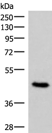 Western blot analysis of 293T cell lysate  using COPS3 Polyclonal Antibody at dilution of 1:450