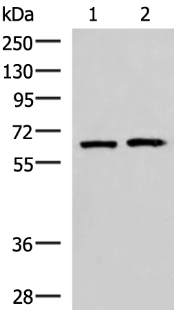 Western blot analysis of 293T and Jurkat cell lysates  using GPKOW Polyclonal Antibody at dilution of 1:2000