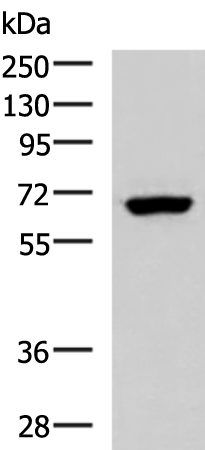 Western blot analysis of NIH/3T3 cell lysate  using PPP2R1A Polyclonal Antibody at dilution of 1:850