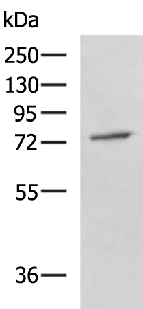 Western blot analysis of A549 cell lysate  using GPCPD1 Polyclonal Antibody at dilution of 1:800