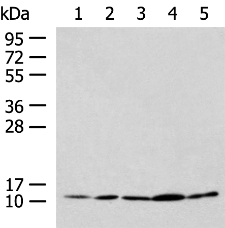 Western blot analysis of HL-60 Hela Jurkat LNCAP HepG2 cell lysates  using PAM16 Polyclonal Antibody at dilution of 1:900