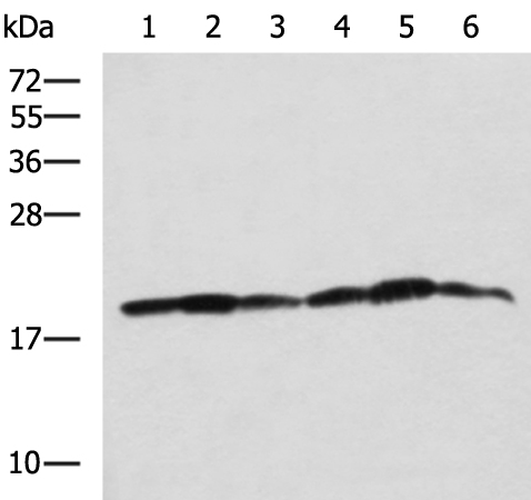 Western blot analysis of 293T K562 and HepG2 cell lysates  using BLOC1S6 Polyclonal Antibody at dilution of 1:650