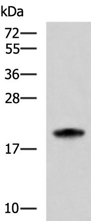 Western blot analysis of HL-60 cell lysate  using MRPS28 Polyclonal Antibody at dilution of 1:600