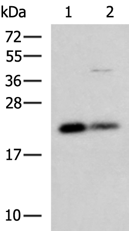 Western blot analysis of HepG2 and A549 cell lysates  using CSRP2 Polyclonal Antibody at dilution of 1:900