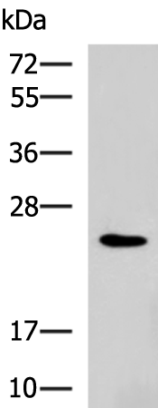 Western blot analysis of NIH/3T3 cell lysate  using RAB38 Polyclonal Antibody at dilution of 1:900