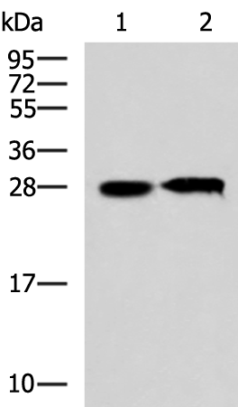 Western blot analysis of 293T cell lysates  using CCDC134 Polyclonal Antibody at dilution of 1:800