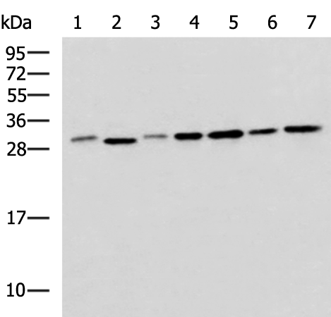 Western blot analysis of 293T LO2 Hela and Jurkat cell lysates  using EXOSC4 Polyclonal Antibody at dilution of 1:650