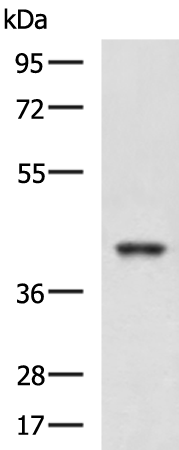 Western blot analysis of K562 and HepG2 cell lysates  using RBM4 Polyclonal Antibody at dilution of 1:750