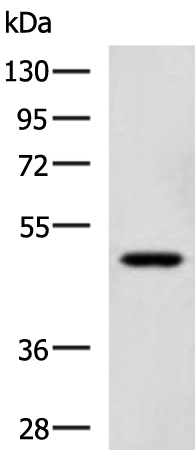 Western blot analysis of TM4 cell lysate  using SNIP1 Polyclonal Antibody at dilution of 1:1150