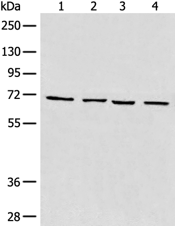 Western blot analysis of 293T cell Human heart tissue Raji and LNCAP cell lysates  using MAPK4 Polyclonal Antibody at dilution of 1:550