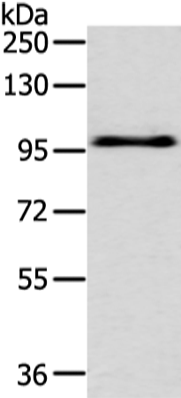 Western blot analysis of Hela cell  using EPHA3 Polyclonal Antibody at dilution of 1:400