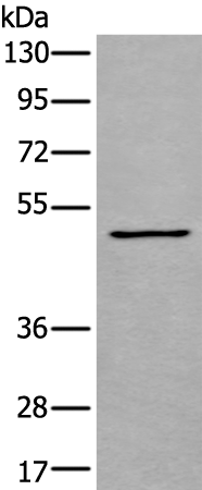 Western blot analysis of K562 cell lysate  using GATA3 Polyclonal Antibody at dilution of 1:600