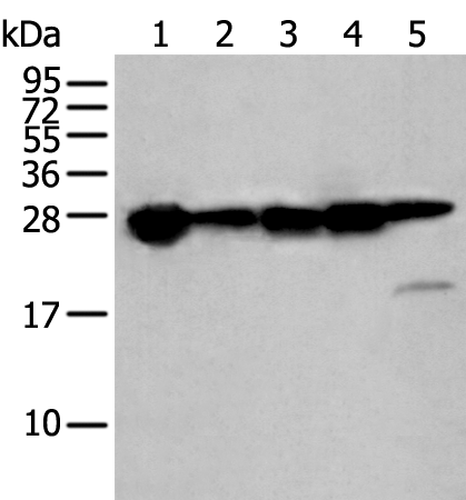 Western blot analysis of 293T cell lysates  using HSPB1 Polyclonal Antibody at dilution of 1:250