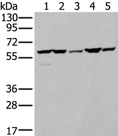 Western blot analysis of A549 A172 HT-29 HEPG2 and Hela cell lysates  using ZBTB3 Polyclonal Antibody at dilution of 1:550