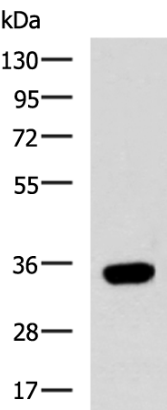 Western blot analysis of HepG2 cell lysate  using CD274 Polyclonal Antibody at dilution of 1:700