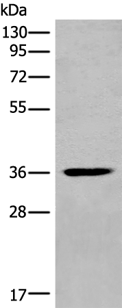 Western blot analysis of Mouse heart tissue lysate  using MEDAG Polyclonal Antibody at dilution of 1:700