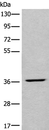 Western blot analysis of HEPG2 cell lysate  using LDAH Polyclonal Antibody at dilution of 1:650