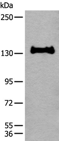Western blot analysis of 231 cell lysate  using CAPN15 Polyclonal Antibody at dilution of 1:450