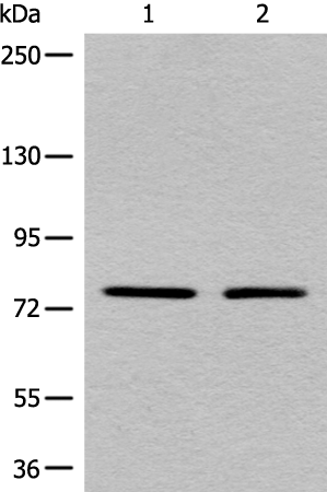 Western blot analysis of A431 and Raji cell lysates  using MARK2 Polyclonal Antibody at dilution of 1:550
