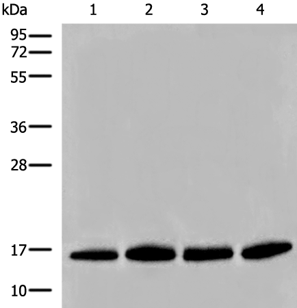 Western blot analysis of Human prostate tissue PC-3 A549 and TM4 cell lysates  using HIST1H2BA Polyclonal Antibody at dilution of 1:500