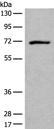Western blot analysis of Jurkat cell lysate  using ADGRE3 Polyclonal Antibody at dilution of 1:550