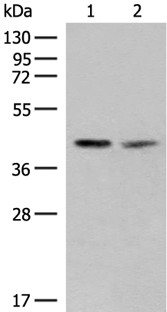 Western blot analysis of PC3 and HUVEC cell lysates  using FAM84B Polyclonal Antibody at dilution of 1:400