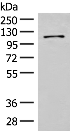 Western blot analysis of Hela cell lysate  using FANCB Polyclonal Antibody at dilution of 1:550