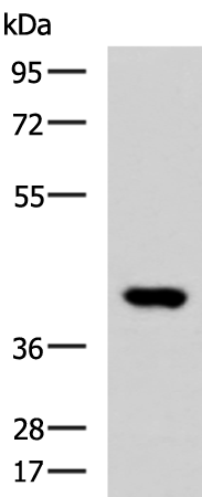 Western blot analysis of Human heart tissue lysate  using FOXI1 Polyclonal Antibody at dilution of 1:800