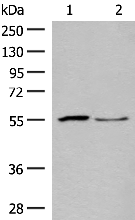 Western blot analysis of Human placenta tissue and PC3 cell lysates  using SLC2A8 Polyclonal Antibody at dilution of 1:400