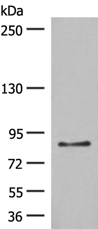Western blot analysis of LO2 cell lysate  using TAS1R3 Polyclonal Antibody at dilution of 1:400