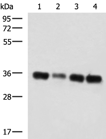 Western blot analysis of 293T cell lysates  using GRHPR Polyclonal Antibody at dilution of 1:750