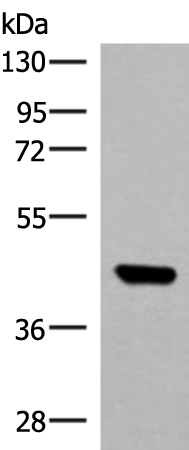 Western blot analysis of TM4 cell lysate  using GTF3A Polyclonal Antibody at dilution of 1:550