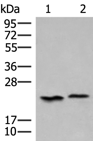 Western blot analysis of 293T cell lysates  using HEBP1 Polyclonal Antibody at dilution of 1:450