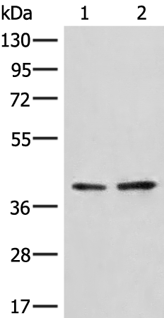 Western blot analysis of A172 and LO2 cell lysates  using HNRNPA3 Polyclonal Antibody at dilution of 1:500