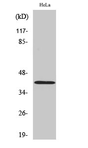 Western Blot analysis of Hela cells using Actin Polyclonal Antibody at dilution of 1:2000.