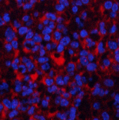 Immunofluorescence analysis of Mouse spleen tissue using Pan-Akt Polyclonal Antibody at dilution of 1:200.