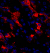 Immunofluorescence analysis of Human stomach tissue using CD284 Polyclonal Antibody at dilution of 1:200.