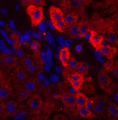 Immunofluorescence analysis of Mouse liver tissue using EGFR Polyclonal Antibody at dilution of 1:200.